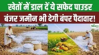 खेतों में डालें 2 क्विंटल चुना, बंजर ज़मीन भी देगी बंपर पैदावार | देसी खेती उपाय। Soil Fertility