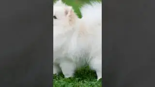 pomeranian