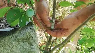 № 80   Chip budding. Присаждане на слива на Т-образ под кора и чип бъдинг. Dolgunlaştırıcı aşılama.