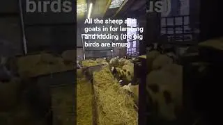 all the sheep and goats are in