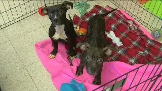 The harsh reality of 'backyard breeding': Toledo Humane Society staff explains