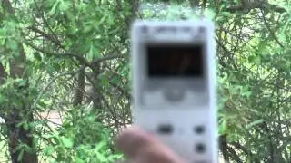 Geiger Counter at the Red Forest in Chernobyl