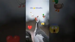 Guinea Fowl (Numida Meleagris) with Islamic Tasbih Sound |Heart touching Peaceful Nature & Zikr Vibe