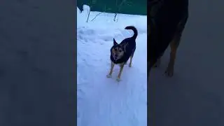 Догони если сможешь #любимки #биба #собака #хаски#хаскиарчи#арчи