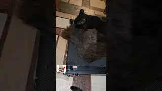 Пушинка самая самая мама 😻 #catandkitten