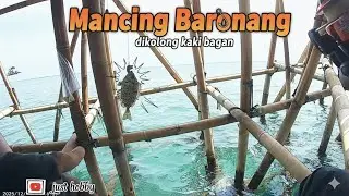 Seru Mancing Baronang dikolong Bagan