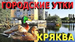 Городские утки: Кряква / Ducks