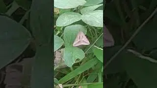 triangular shape of butterfly #shorts