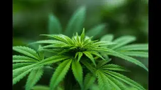 Fishwick & Associates Ep. 29: Marijuana Decriminalization