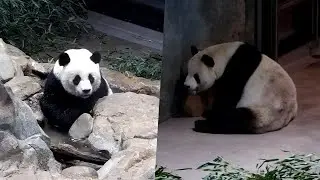 Beautiful Mei Xiang stayed cool in the pool after sunbathing🛀🏻 /Tian loves enrichment 💗🐼🐼💗 4/5/2023