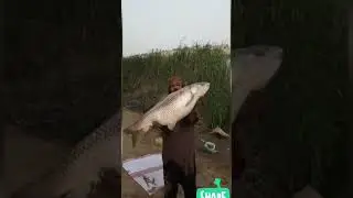 Fishing at Khanpur Dam Part 2 |#shorts #shortsvideo #fishing #fishingvideo #fishingtips #fishinglife