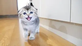 Где еда?! Этот котёнок такой милый, отчаянно ищет еду!