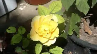 The Beauty of the Yellow Rose 🌼 | Symbol of Friendship and Joy