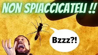 BUGS IN ITALY EP# 1 - VESPA VASAIA, OPILIONI e SCORPIONE ITALIANO