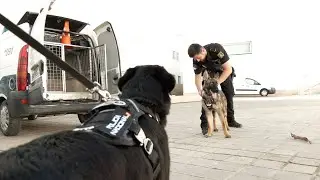 Leia y Babor, los dos nuevos fichajes de la Policía Nacional
