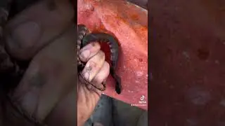 FIESTY RED BELLIED WATER SNAKE !!  #herping #snakes #watersnake #cottonmouth #redbelliedwatersnake
