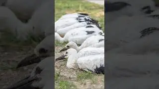 White Stork Ringing Campaign
