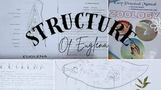 Structure of Euglena easy way  | Zoology Intermediate 2nd year practical record