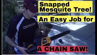 How to use a chain saw to clear a sidewalk when mesquite trees attack!