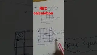 Расчет эритроцитов