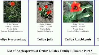 List of Angiosperms of Order Liliales Family Liliaceae Part 5 tulipa lily mariposa star western