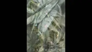 Ganja status #shorts