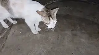Caught on Camera: My Cat's Rat Hunting Skills!😱😱 #cat #catvideos #amazing #hunting 
