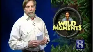 Wild Moments: Have You Ever Seen A Black Deer?