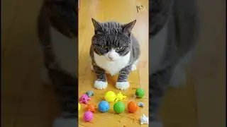 Happy Cat 😺🧡 Cute short video✨ MeoAVM🐾🎬 #cat  #cat videos #shortfilm  #viral  #funnycats  #meoavm