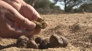 How to track African game