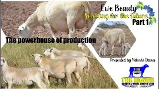 Ewe Selection1 TheRanchDorper&WhiteDorper