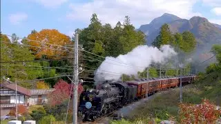 【SLパレオエクスプレス】C58 363 + 12系客車　紅葉　皆野高校のヘッドマーク2025/11/16