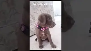 Bye Kona find a new happy home