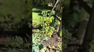 bumble bees enjoying broccoli flowers