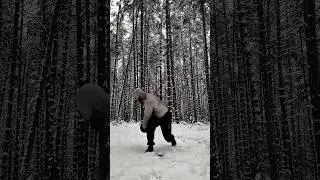 Forest, a place of power #sports #kettlebell #motivation #fitness