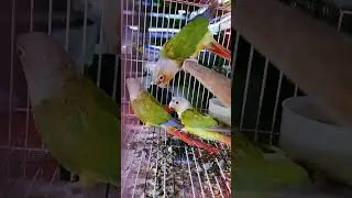 #Pineapple conure #Breeding pair #Conure #pets #Termed birds #Blue Whale mundakkayam