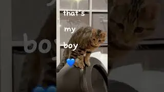 That&rsquo;s my boy😁&hellip;father help &hellip;no my boy!😳 #catfunny #cat #catshorts #cats #catvideos #catsofyoutube