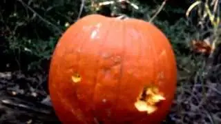 Glock 9mm Bullet vs 9mm Hollow Point into Pumkin Entrance & Exit Holes