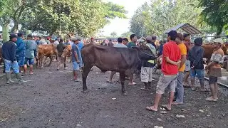 NEMEN POLL‼️UPDATE HARGA SAPI BETINA || PASAR SAPI NGADILUWIH KEDIRI ||