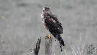 Harrier hunting the salt marsh at boundary bay #wildvancouver ✨💚✨