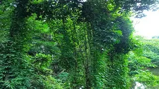 Amazon jungle video | Amazon deep forest videos 2019 | New HD Video