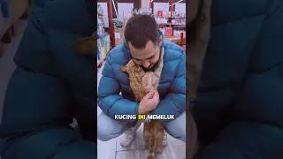 Pria ini menolong kucing liar ini, dan lihatlah kucing memeluknya dan tidak ingin ditinggalkan😭❤️