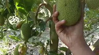 খুব ভালো এচর ধরেছে দেখুন। প্রত্যেকটা গাছে কত পরিমান এঁচোড় ধরেছে