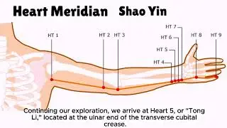 The Heart Meridian #acupuncture #tcm