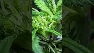 Early signs of flower Sour Apple Mint Jelly auto