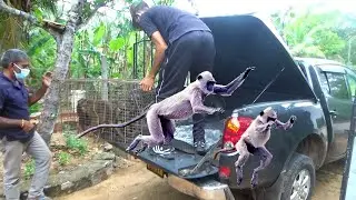 Catching the monkeys who came to a village and disturbed the people and released them back into Wild