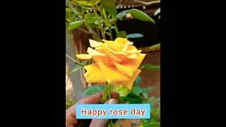 happy rose day status 2024 ##🌹🌹