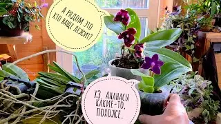 Распаковка покупок и подарков с Орхидиума. Сколько там орхидей? Тест нового ракурса съёмки