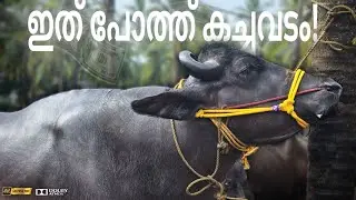 ✨ഇത് പോത്ത് കച്ചവടം💸Chattipparamba Chanda | Buffalo Market Kerala |Chattipparamba Cattle market|poth