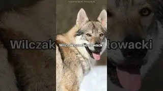 Najdroższe Rasy Ps&oacute;w na Świecie